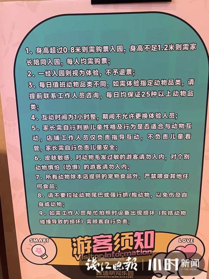 侏儒羊与吉娃娃公然打架杭州这家异宠馆能让顾客与小动物们零距离接触