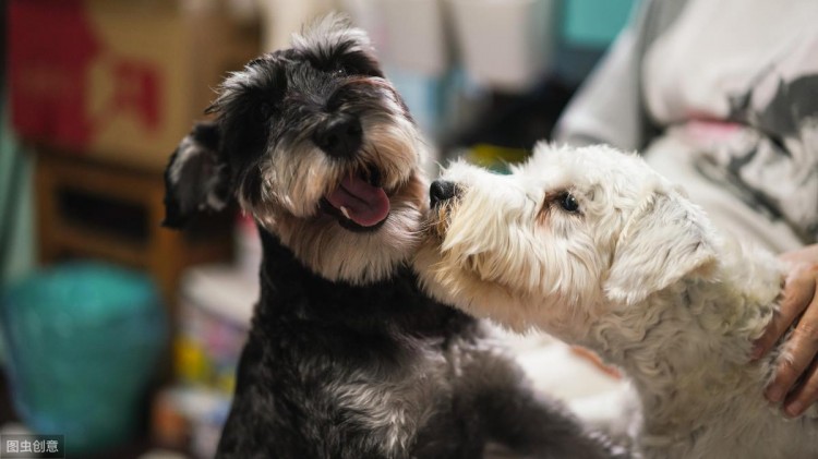 为什么雪纳瑞犬逐渐退出宠物圈？网友：“毛病”太多了