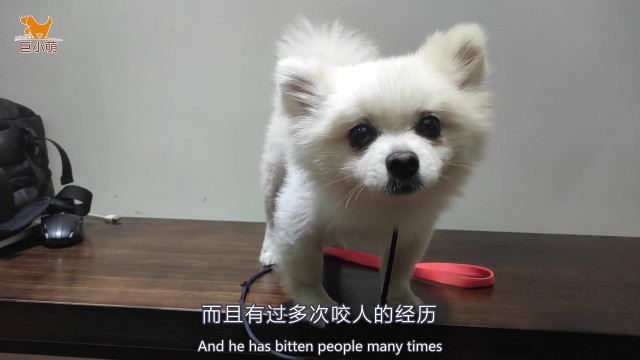 纠正触摸敏感攻击的博美犬：宠物店美容惹的祸