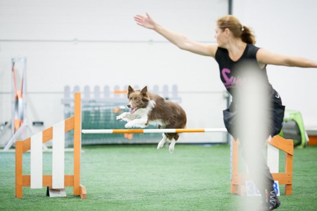 敏捷训练并不只是品种犬专属它有五个好处值得主人去尝试一下