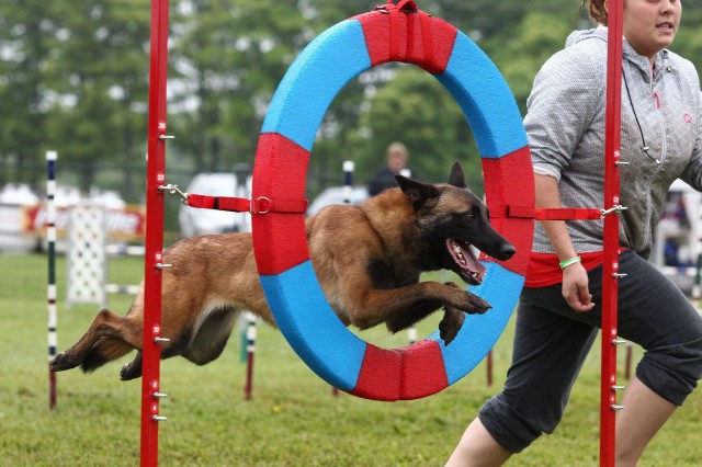 敏捷训练并不只是品种犬专属它有五个好处值得主人去尝试一下